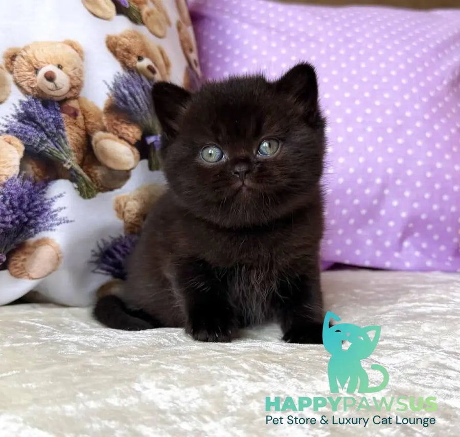 Esmanur British Shorthair female black live animals