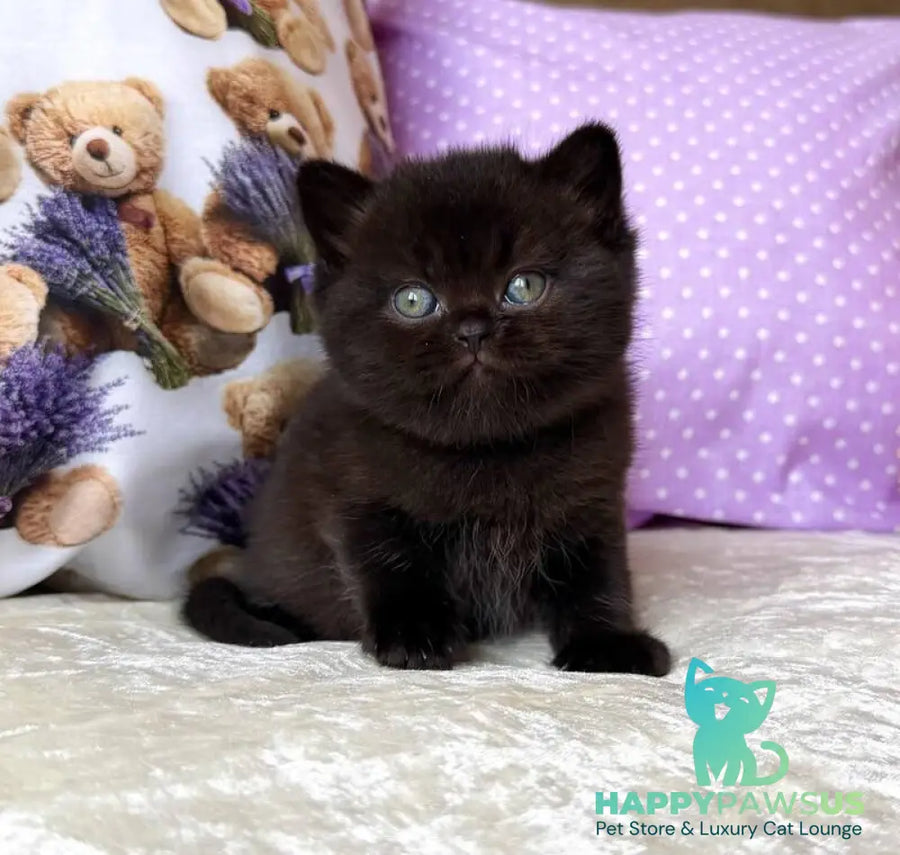 Esmanur British Shorthair female black live animals
