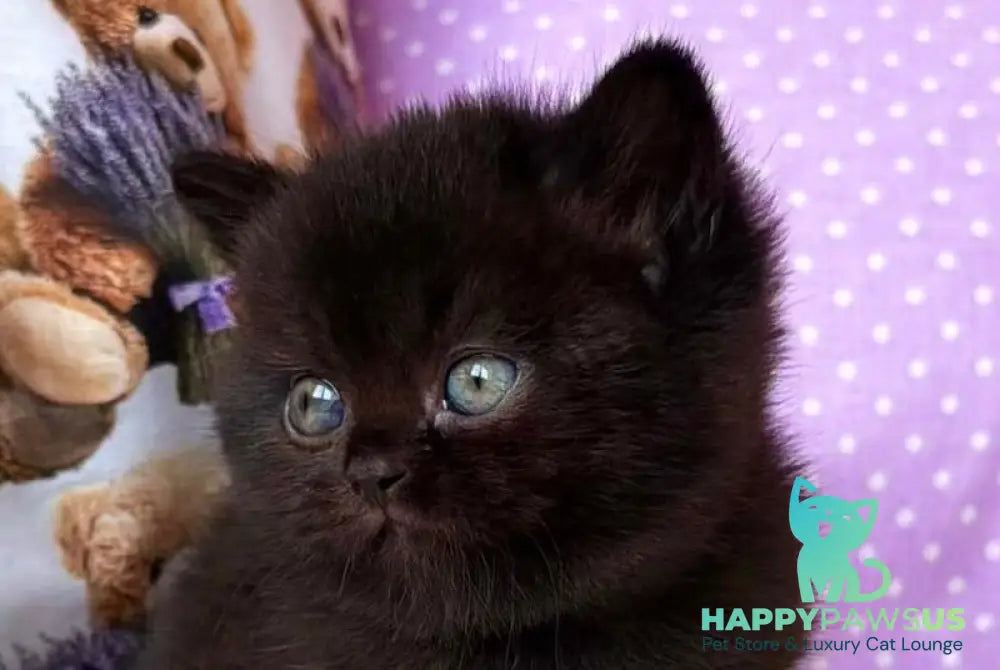 Esmanur British Shorthair female black live animals