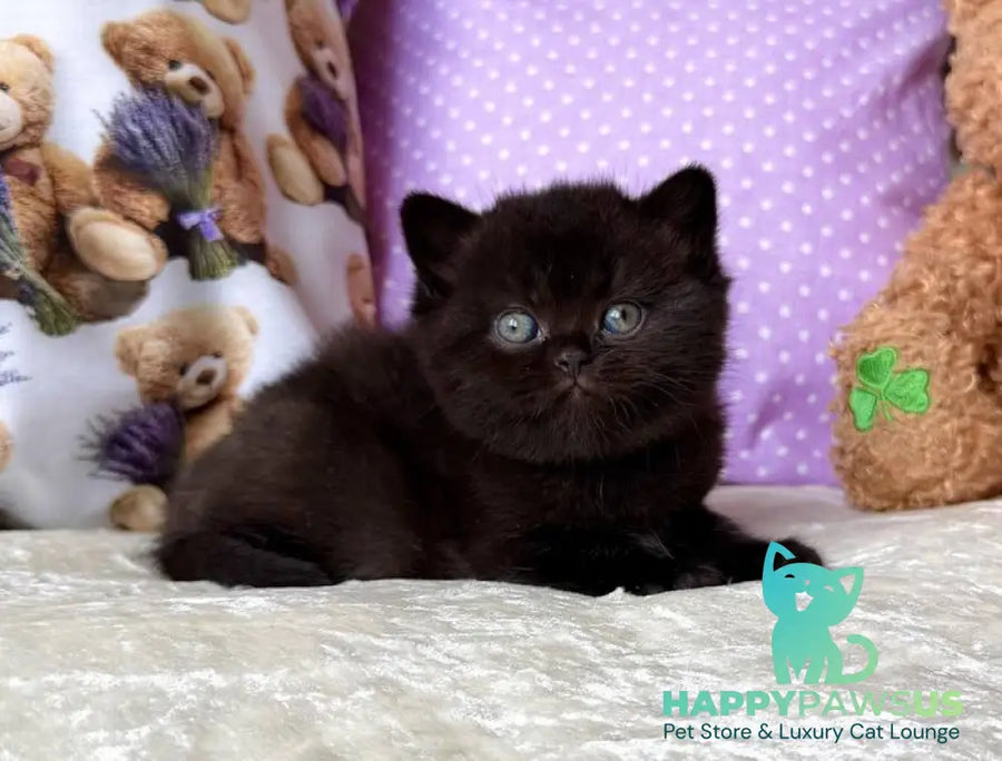 Esmanur British Shorthair female black live animals