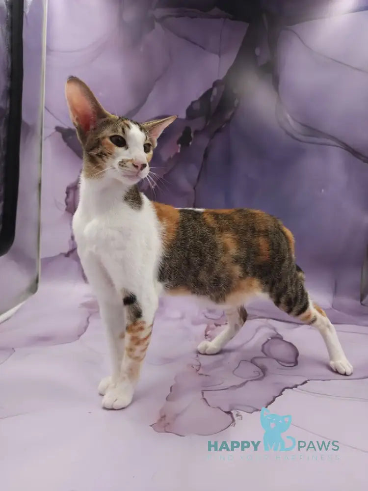 Esme Oriental Shorthair female black tortie bicolour spotted tabby live animals