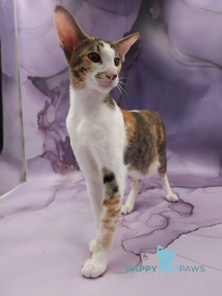 Esme Oriental Shorthair female black tortie bicolour spotted tabby live animals