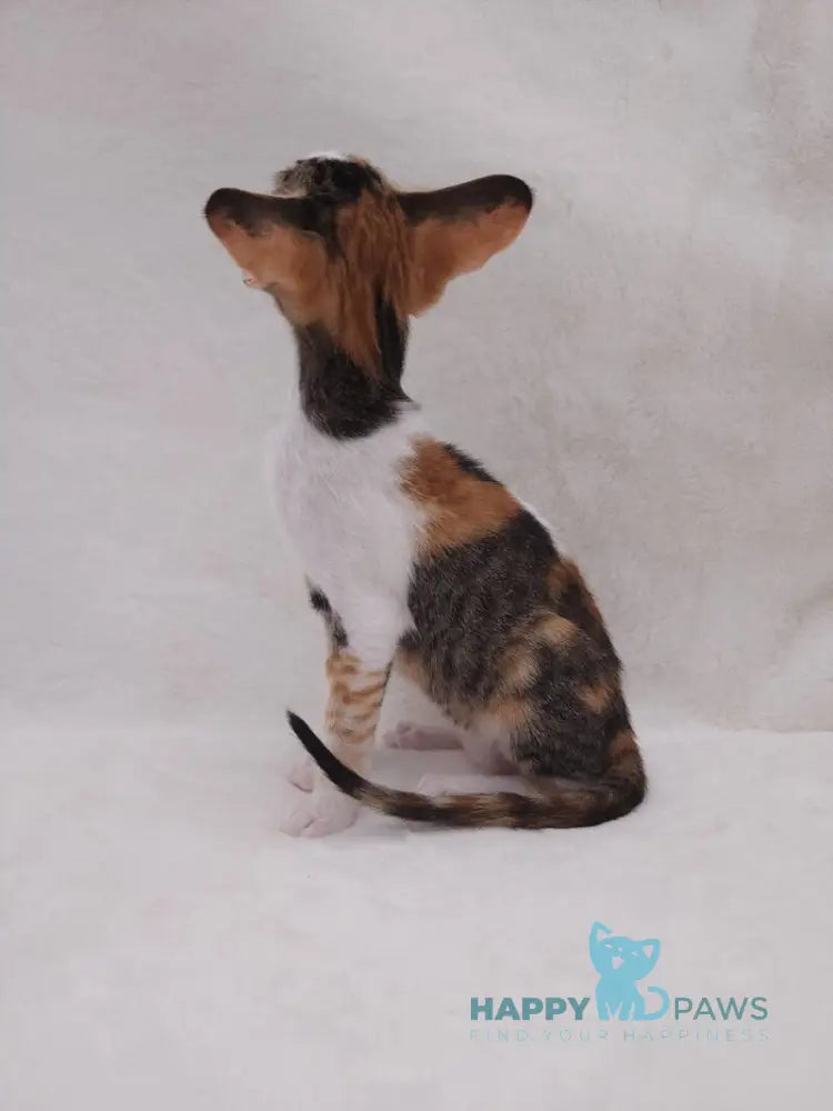 Esme Oriental Shorthair female black tortie bicolour spotted tabby live animals