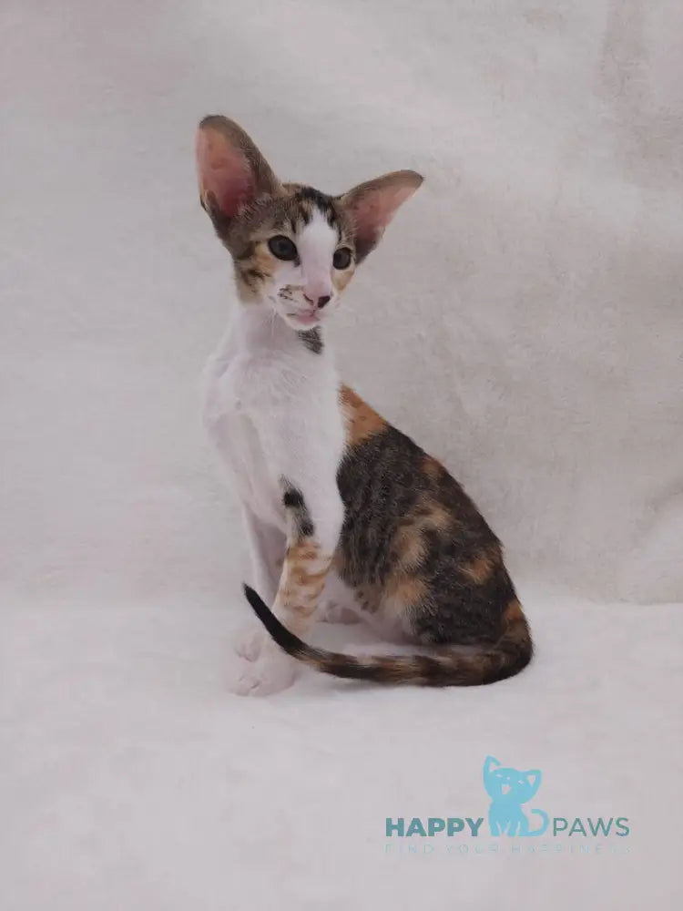 Esme Oriental Shorthair female black tortie bicolour spotted tabby live animals