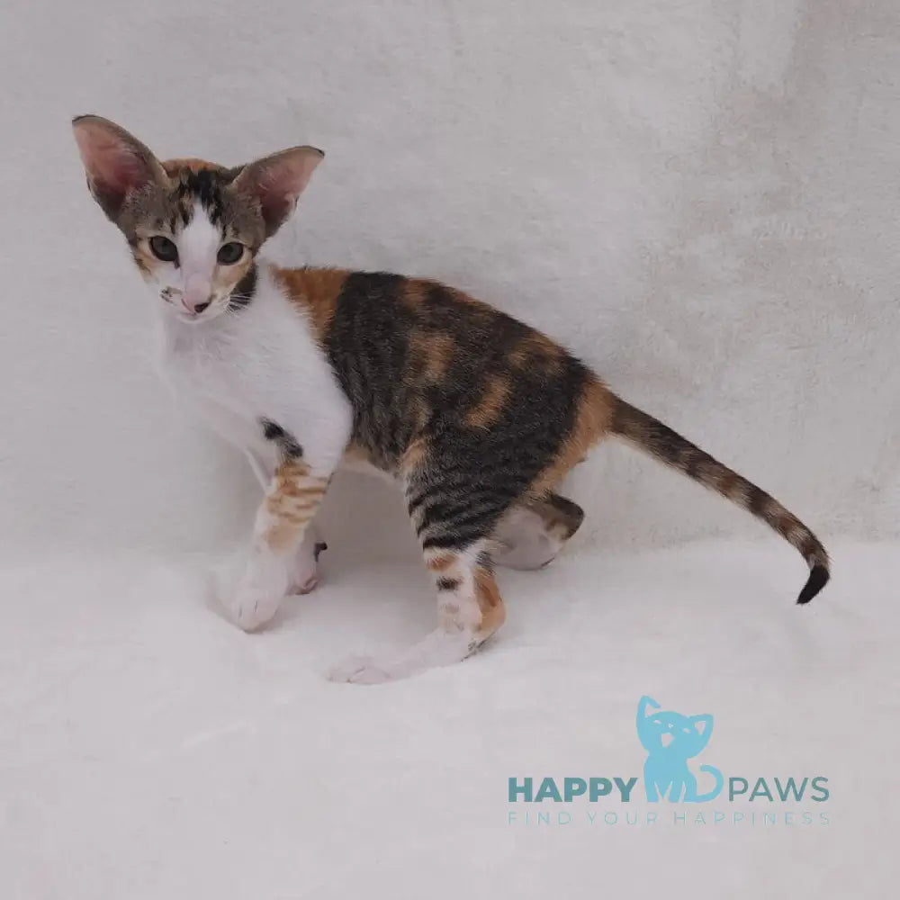 Esme Oriental Shorthair female black tortie bicolour spotted tabby live animals