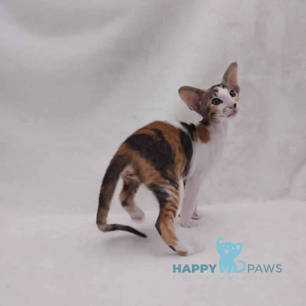 Esme Oriental Shorthair female black tortie bicolour spotted tabby live animals