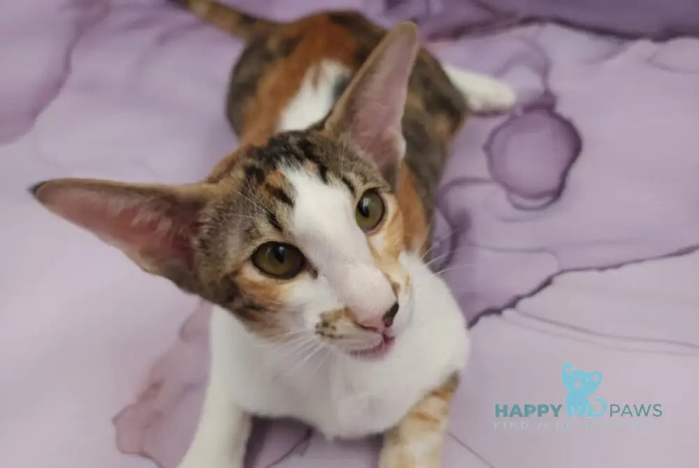 Esme Oriental Shorthair female black tortie bicolour spotted tabby live animals