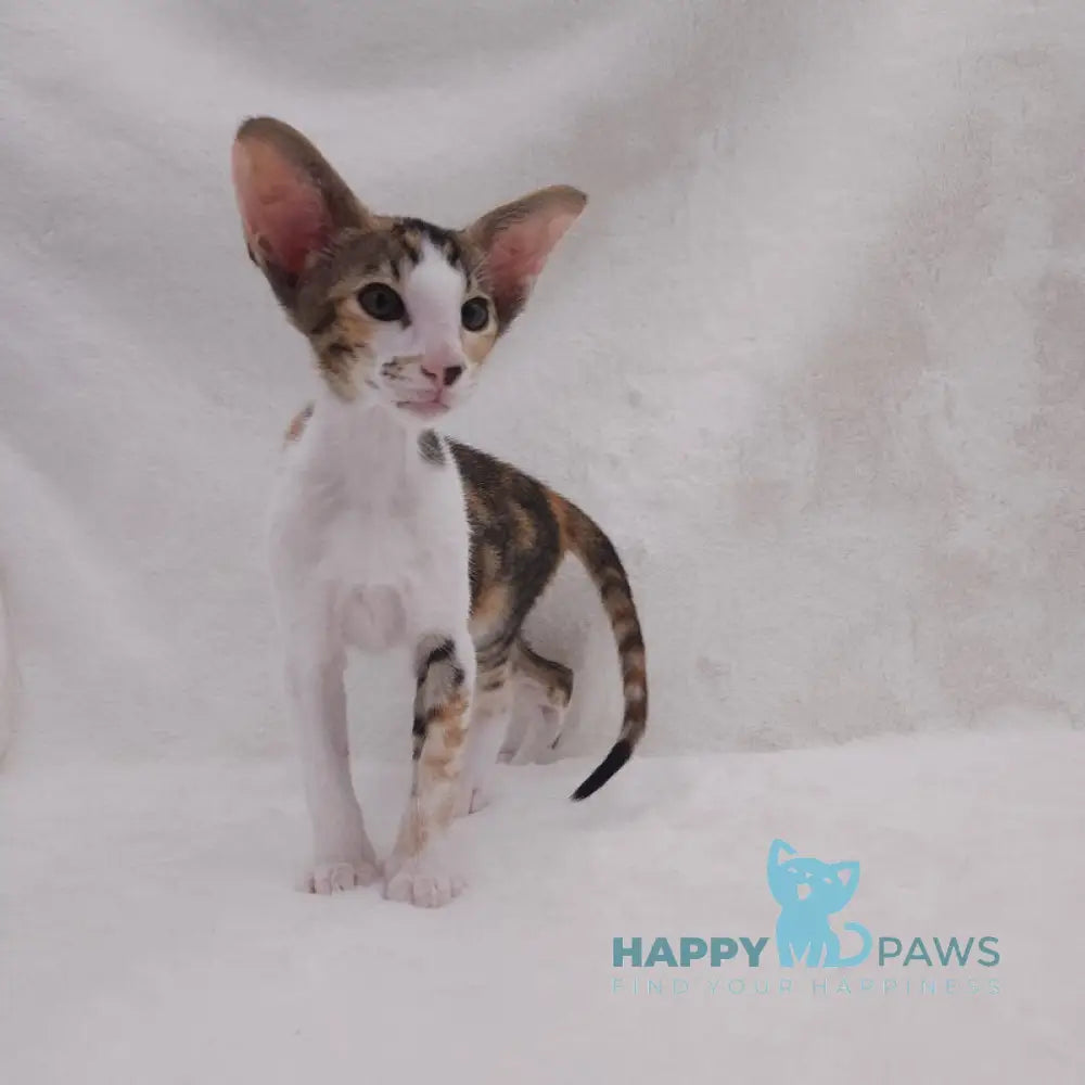 Esme Oriental Shorthair female black tortie bicolour spotted tabby live animals