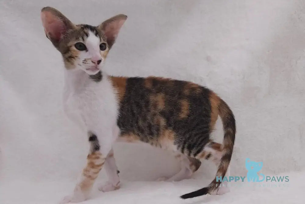 Esme Oriental Shorthair female black tortie bicolour spotted tabby live animals