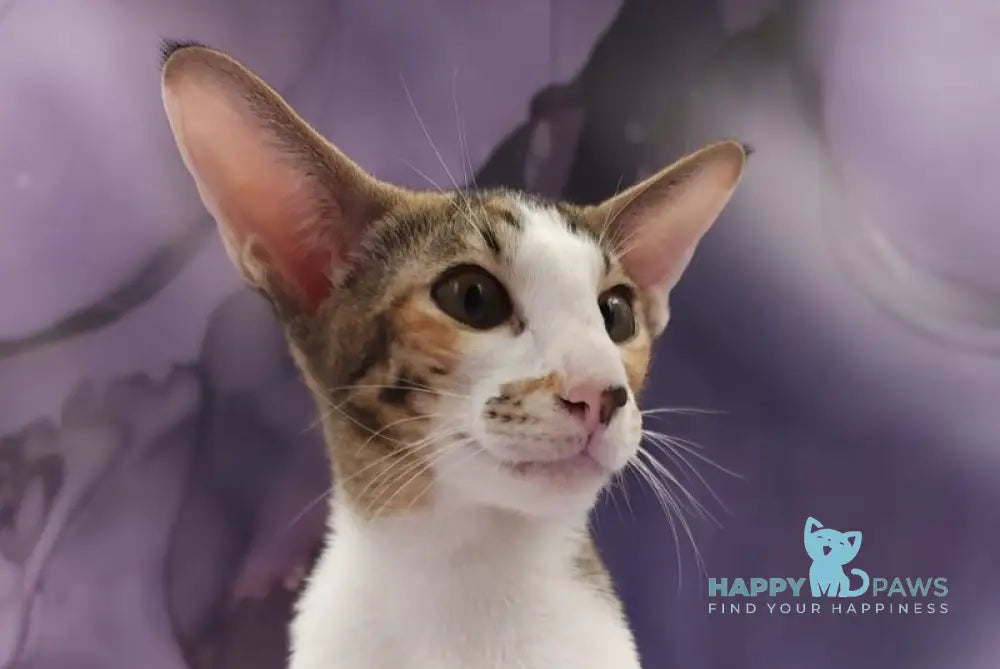 Esme Oriental Shorthair female black tortie bicolour spotted tabby live animals