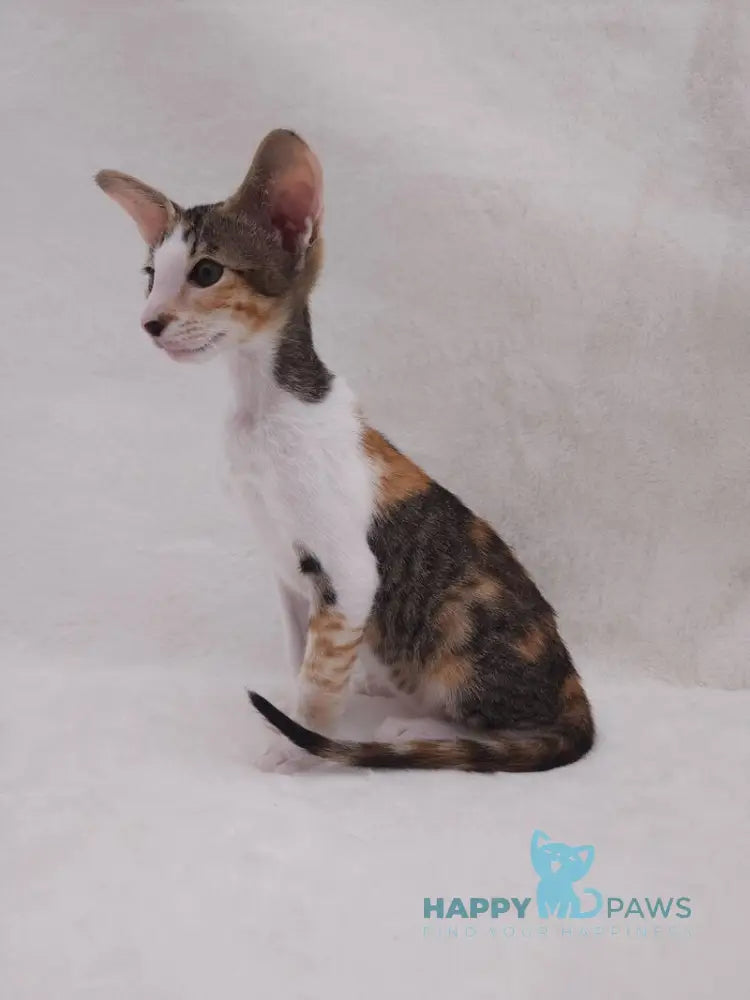 Esme Oriental Shorthair female black tortie bicolour spotted tabby live animals