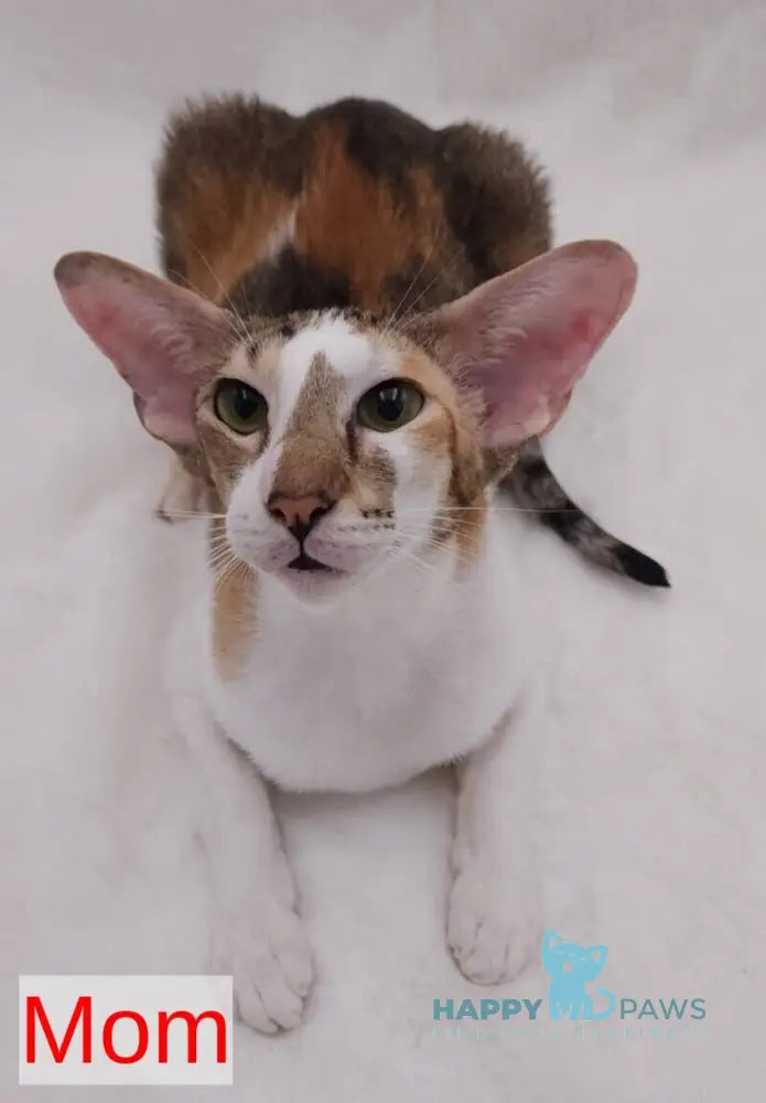 Esme Oriental Shorthair female black tortie bicolour spotted tabby live animals