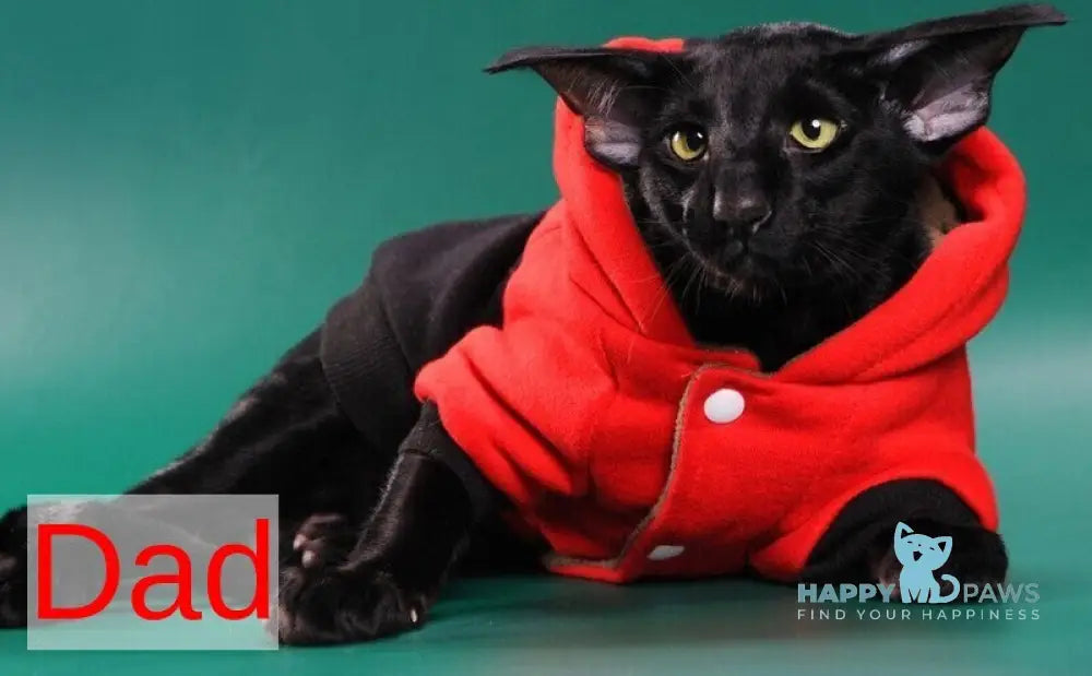 Esme Oriental Shorthair female black tortie bicolour spotted tabby live animals