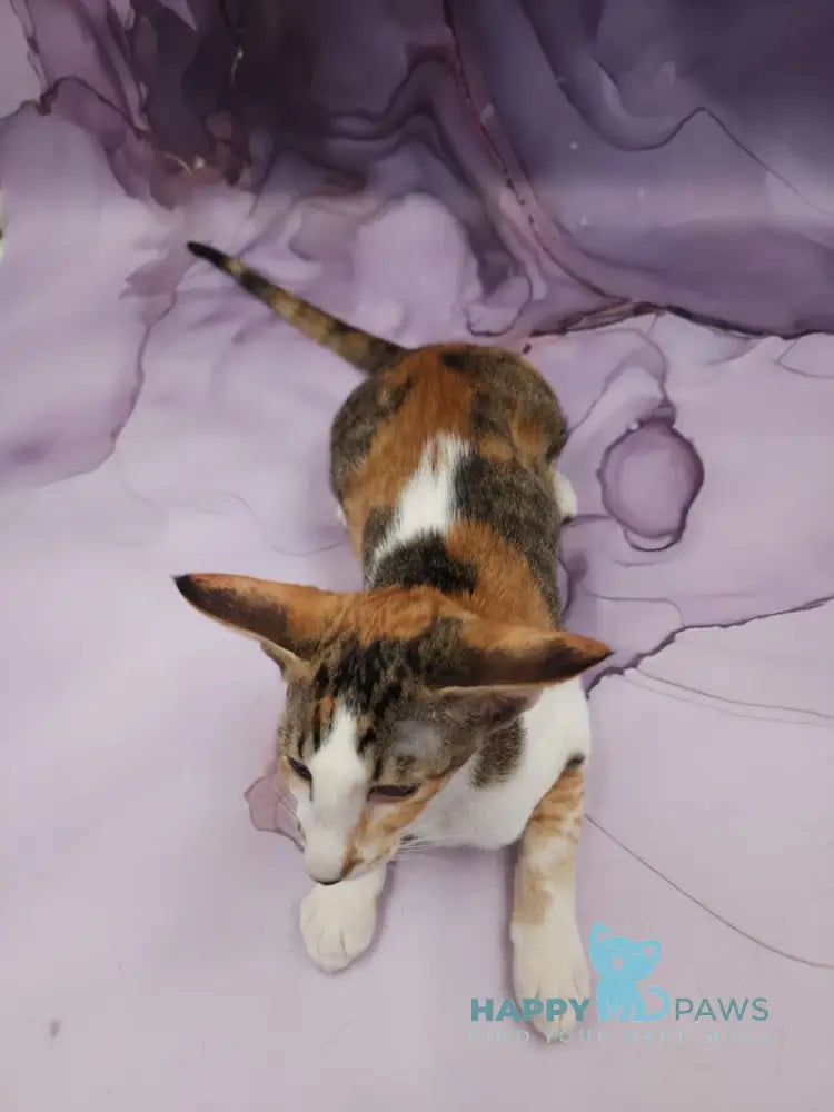 Esme Oriental Shorthair female black tortie bicolour spotted tabby live animals