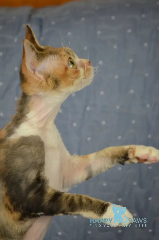 Esmeralda Devon Rex female black tortie tabby bicolour live animals