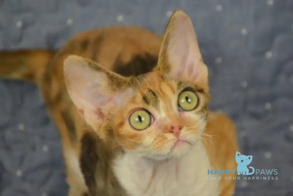 Esmeralda Devon Rex female black tortie tabby bicolour live animals