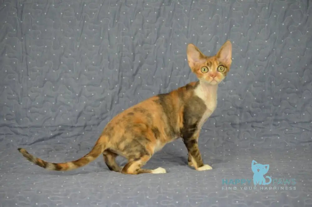 Esmeralda Devon Rex female black tortie tabby bicolour live animals