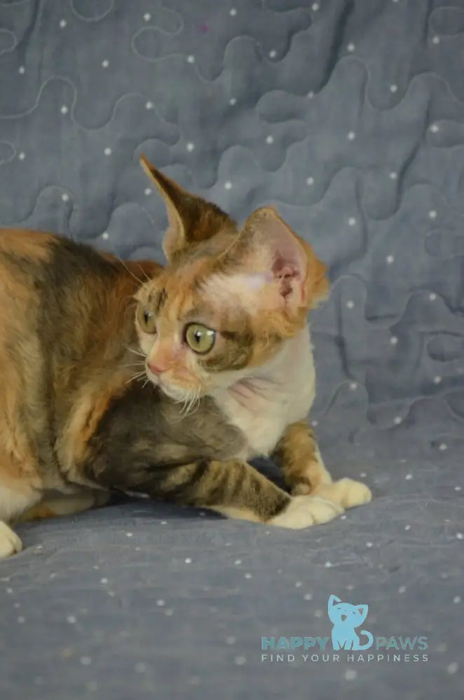 Esmeralda Devon Rex female black tortie tabby bicolour live animals