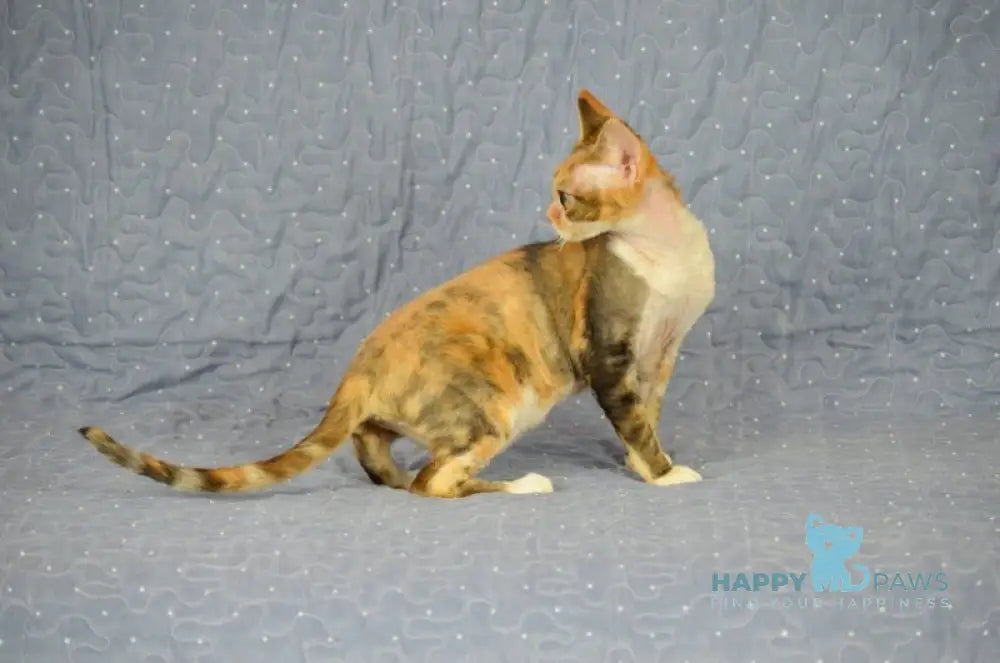 Esmeralda Devon Rex female black tortie tabby bicolour live animals