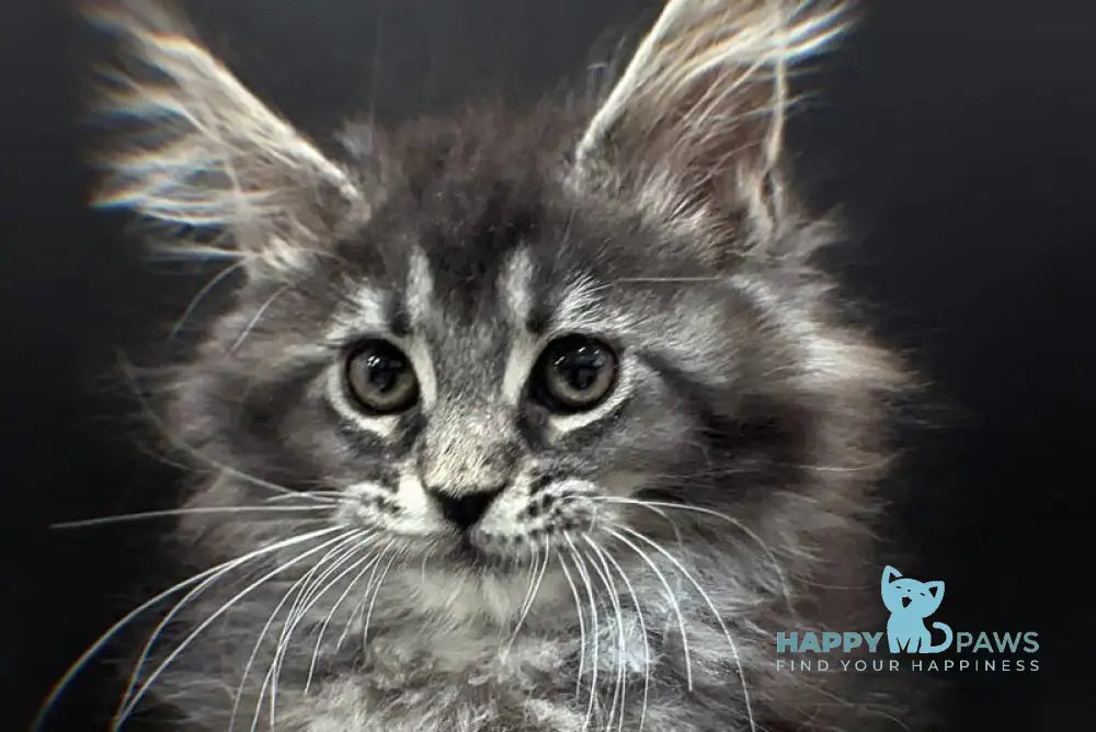 Esmeralda Maine Coon female black silver ticked tabby live animals