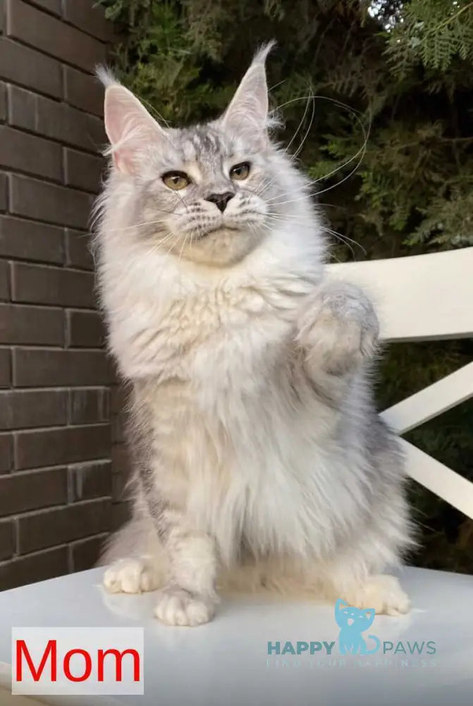 Esmeralda Maine Coon female black silver ticked tabby live animals