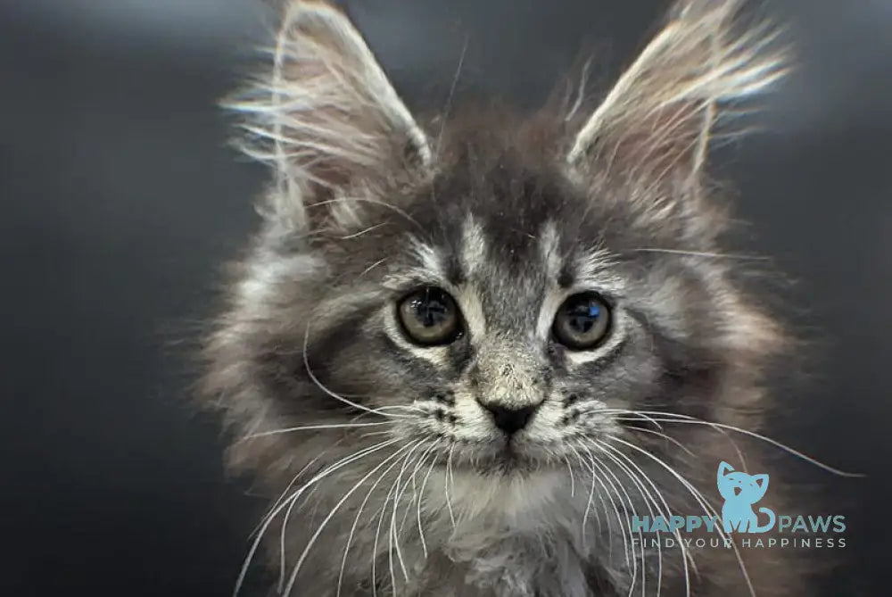 Esmeralda Maine Coon female black silver ticked tabby live animals