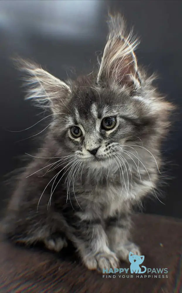Esmeralda Maine Coon female black silver ticked tabby live animals
