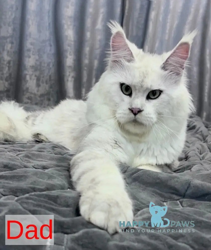 Esmeralda Maine Coon female black silver ticked tabby live animals