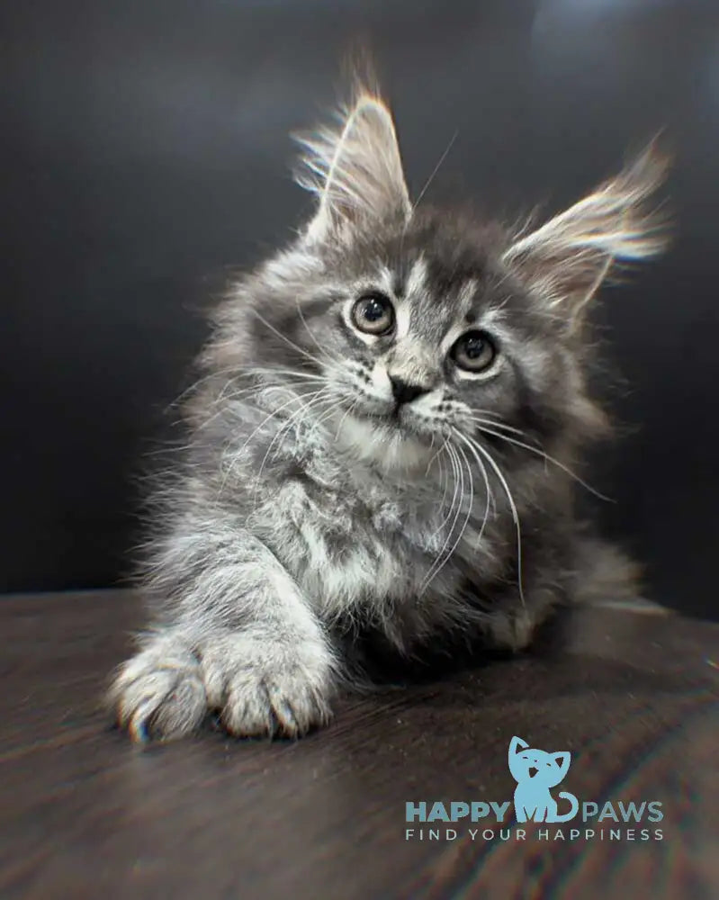 Esmeralda Maine Coon female black silver ticked tabby live animals