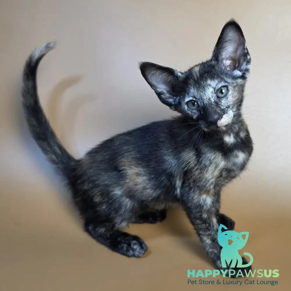 Esmeralda Oriental Shorthair female black tortie - live animals