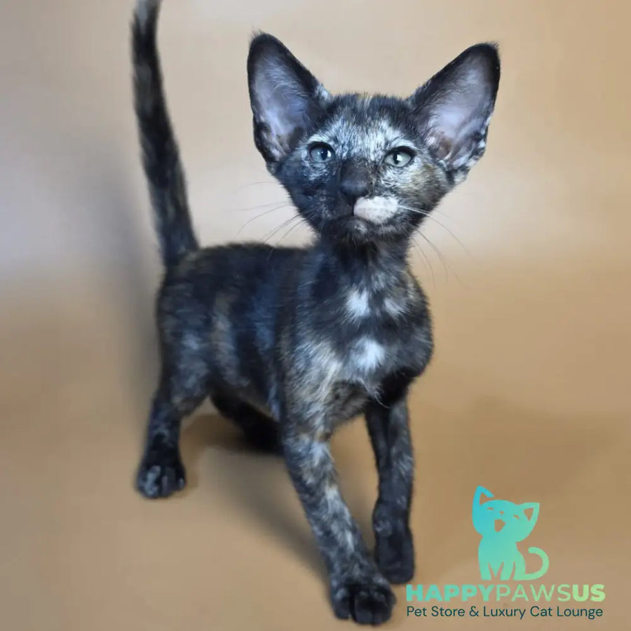 Esmeralda Oriental Shorthair female black tortie - live animals