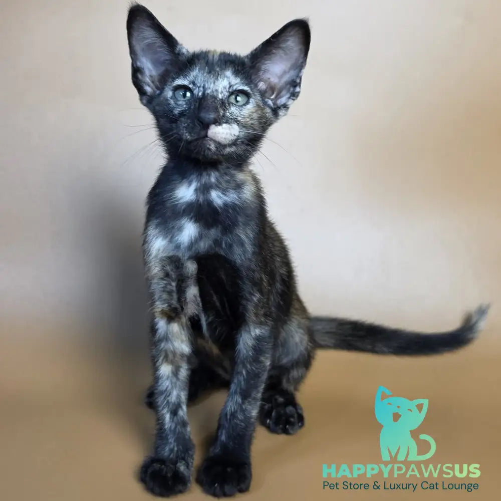 Esmeralda Oriental Shorthair female black tortie - live animals
