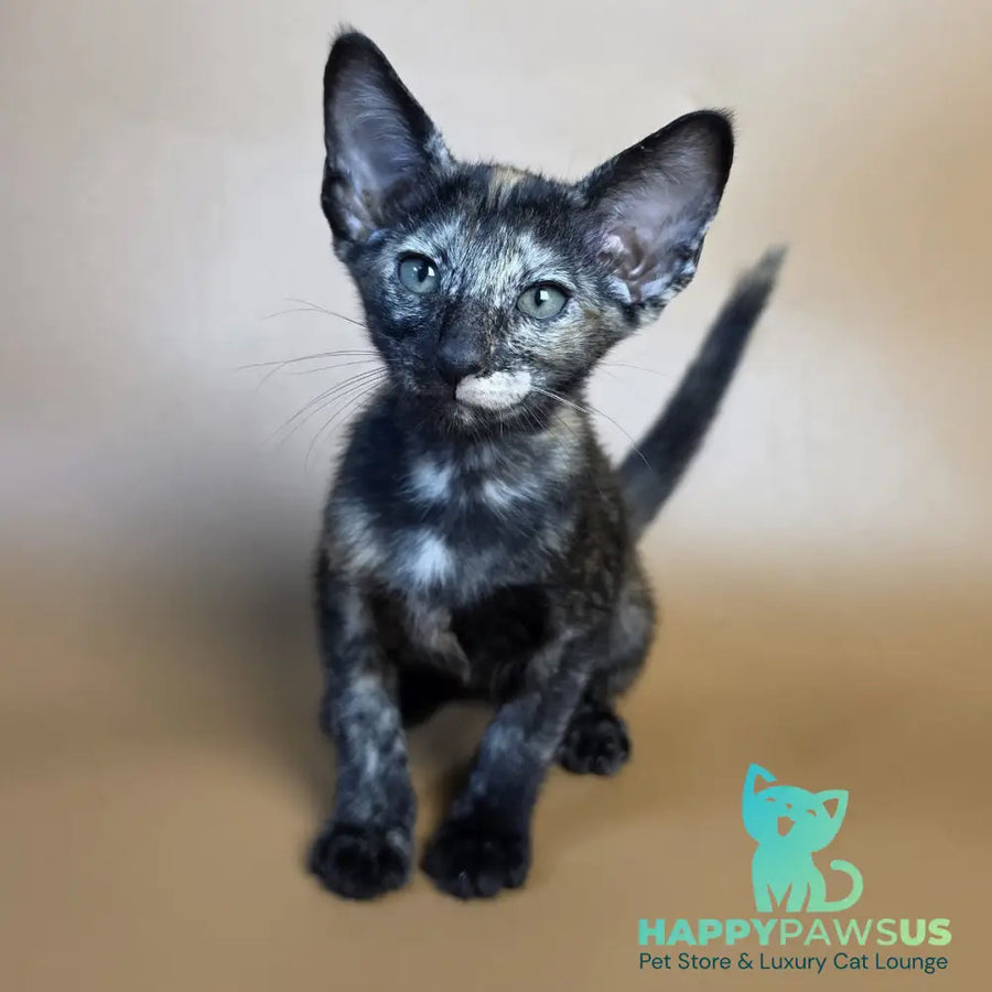 Esmeralda Oriental Shorthair female black tortie - live animals
