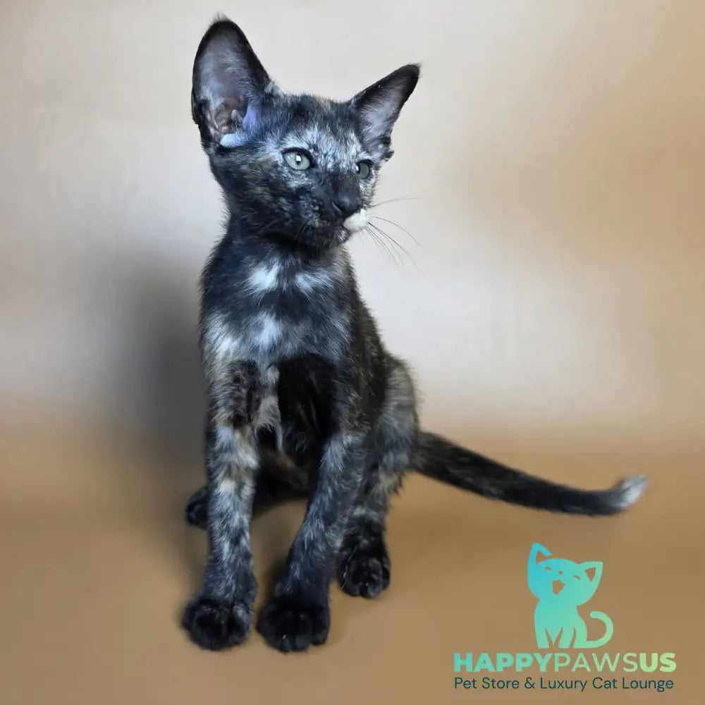 Esmeralda Oriental Shorthair female black tortie - live animals