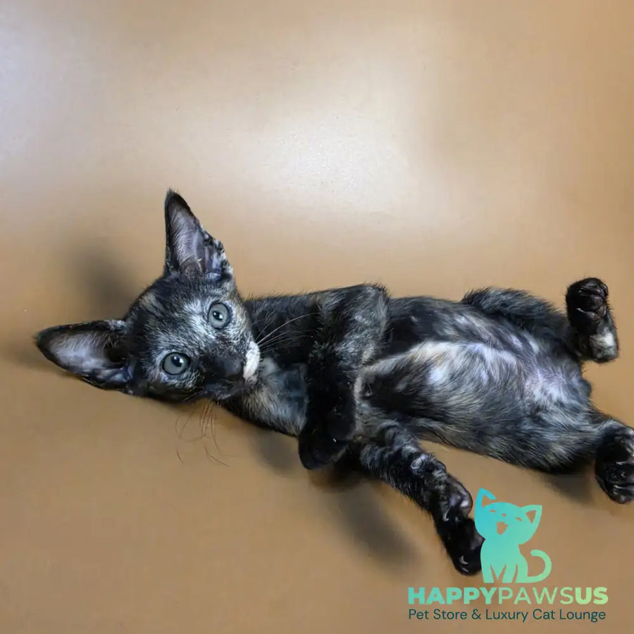 Esmeralda Oriental Shorthair female black tortie - live animals
