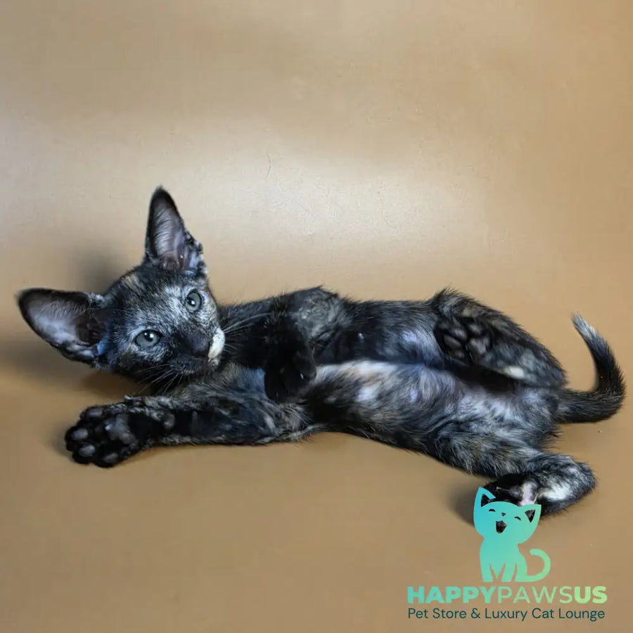 Esmeralda Oriental Shorthair female black tortie - live animals