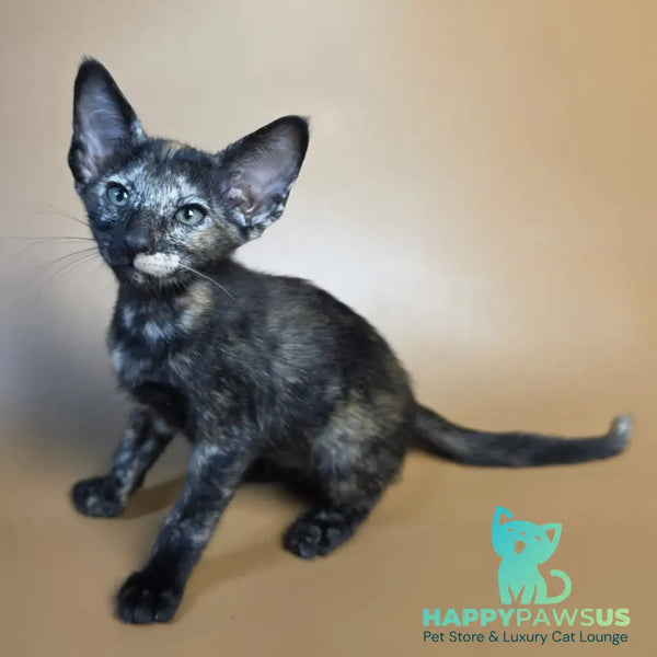 Esmeralda Oriental Shorthair female black tortie - live animals