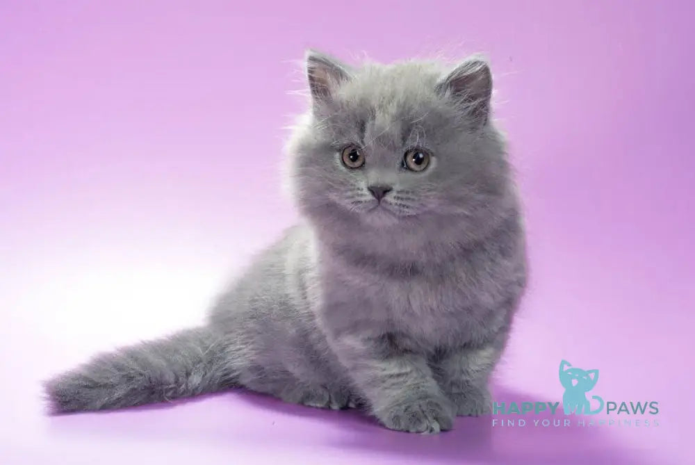 Esmi British Longhair female blue live animals