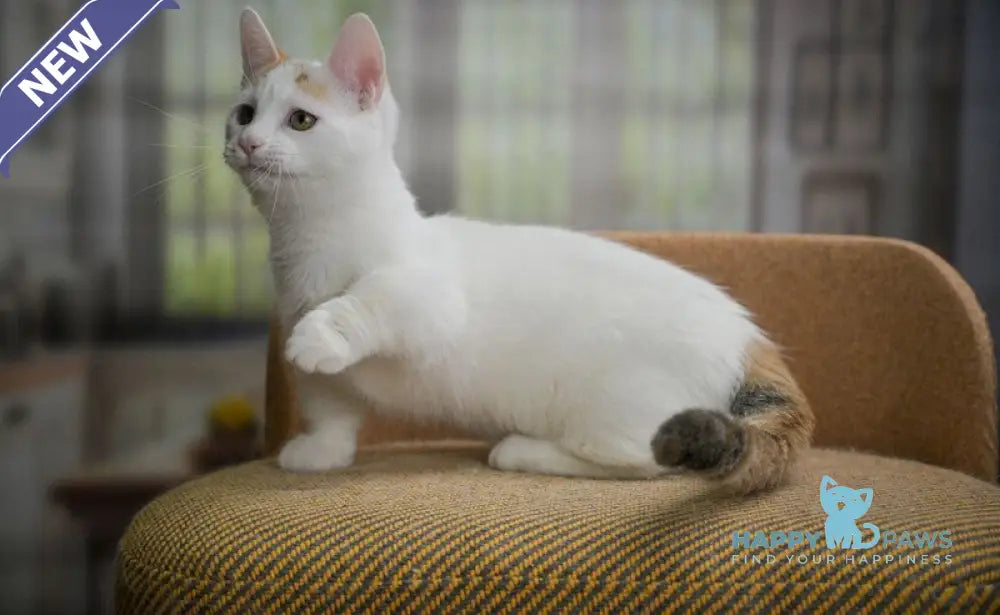 Esmina Munchkin female black tortie van live animals