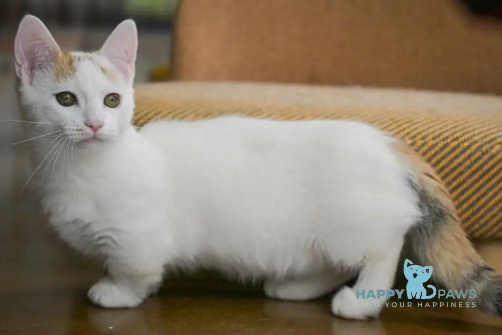 Esmina Munchkin female black tortie van live animals