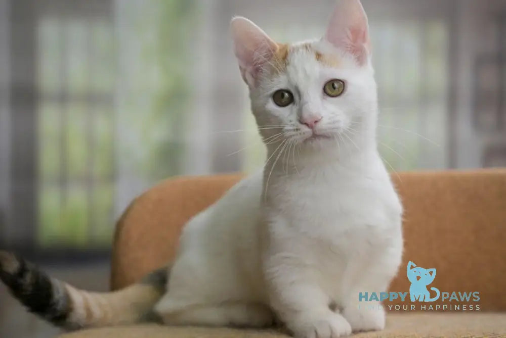 Esmina Munchkin female black tortie van live animals