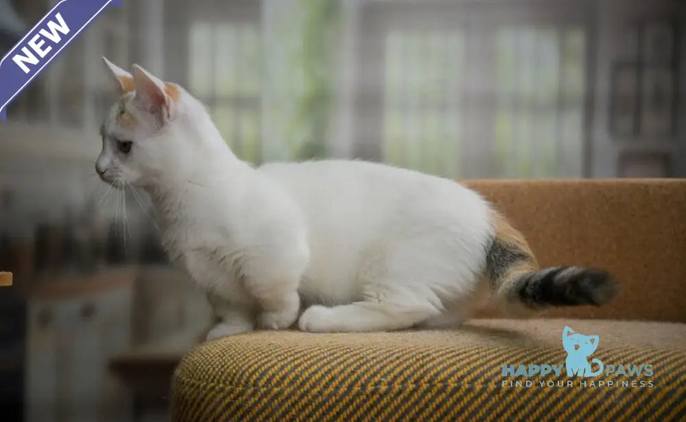 Esmina Munchkin female black tortie van live animals