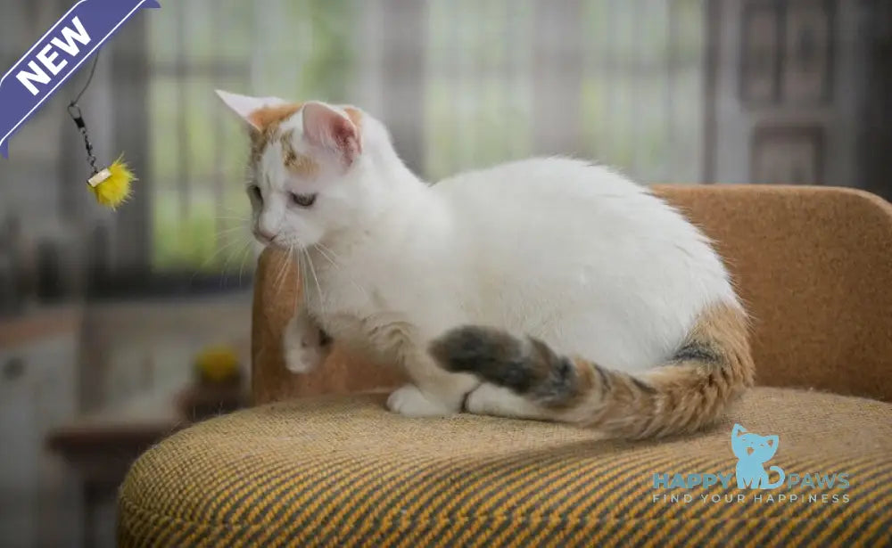 Esmina Munchkin female black tortie van live animals