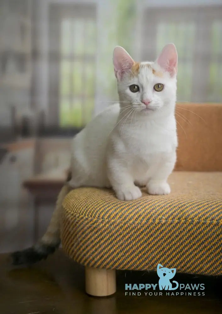 Esmina Munchkin female black tortie van live animals