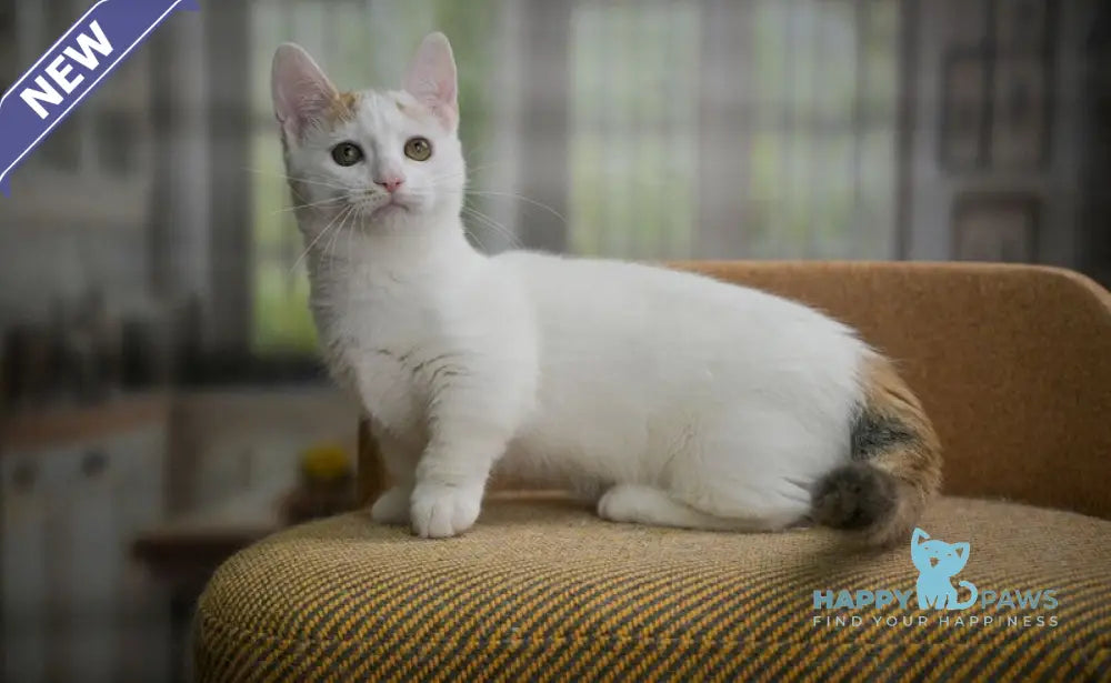 Esmina Munchkin female black tortie van live animals