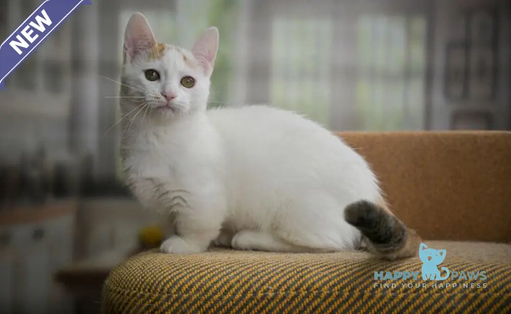 Esmina Munchkin female black tortie van live animals