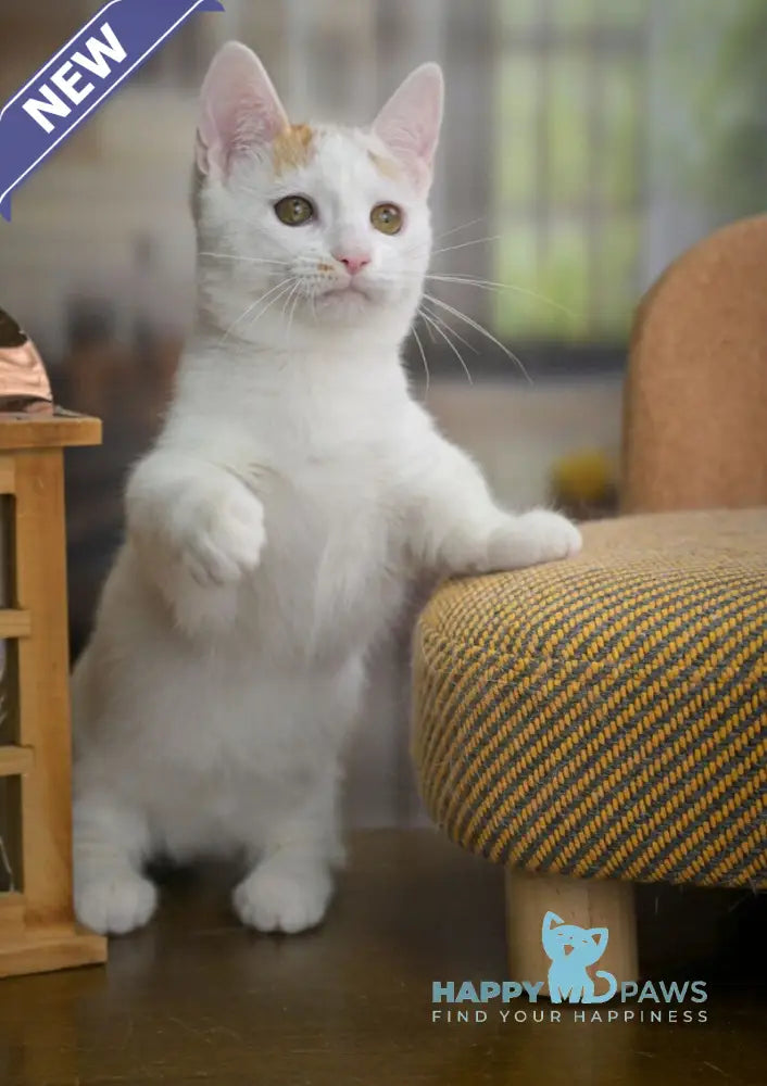 Esmina Munchkin female black tortie van live animals