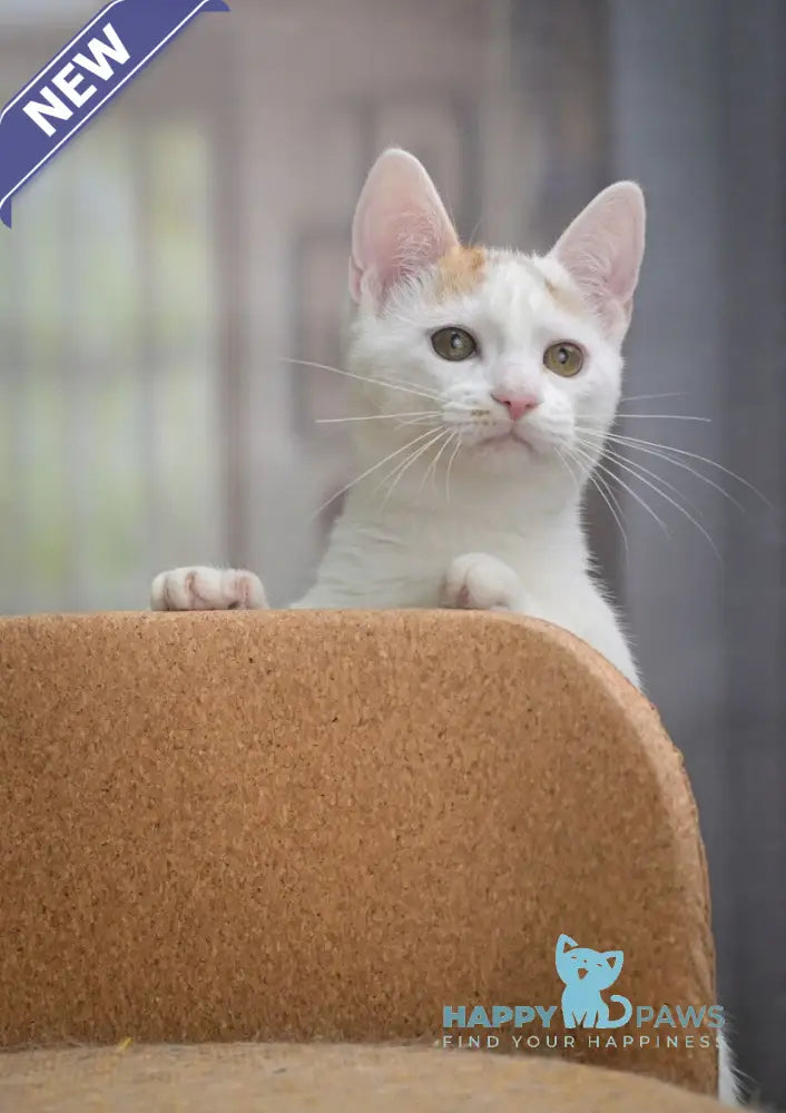 Esmina Munchkin female black tortie van live animals