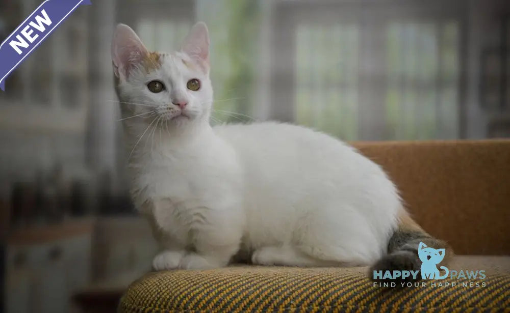 Esmina Munchkin female black tortie van live animals