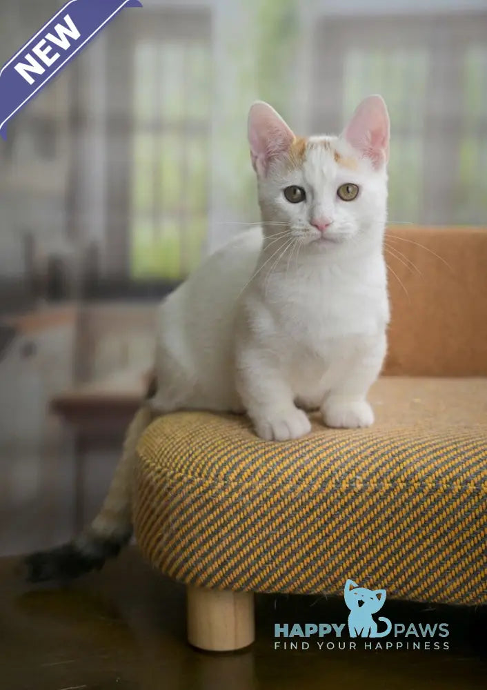 Esmina Munchkin female black tortie van live animals